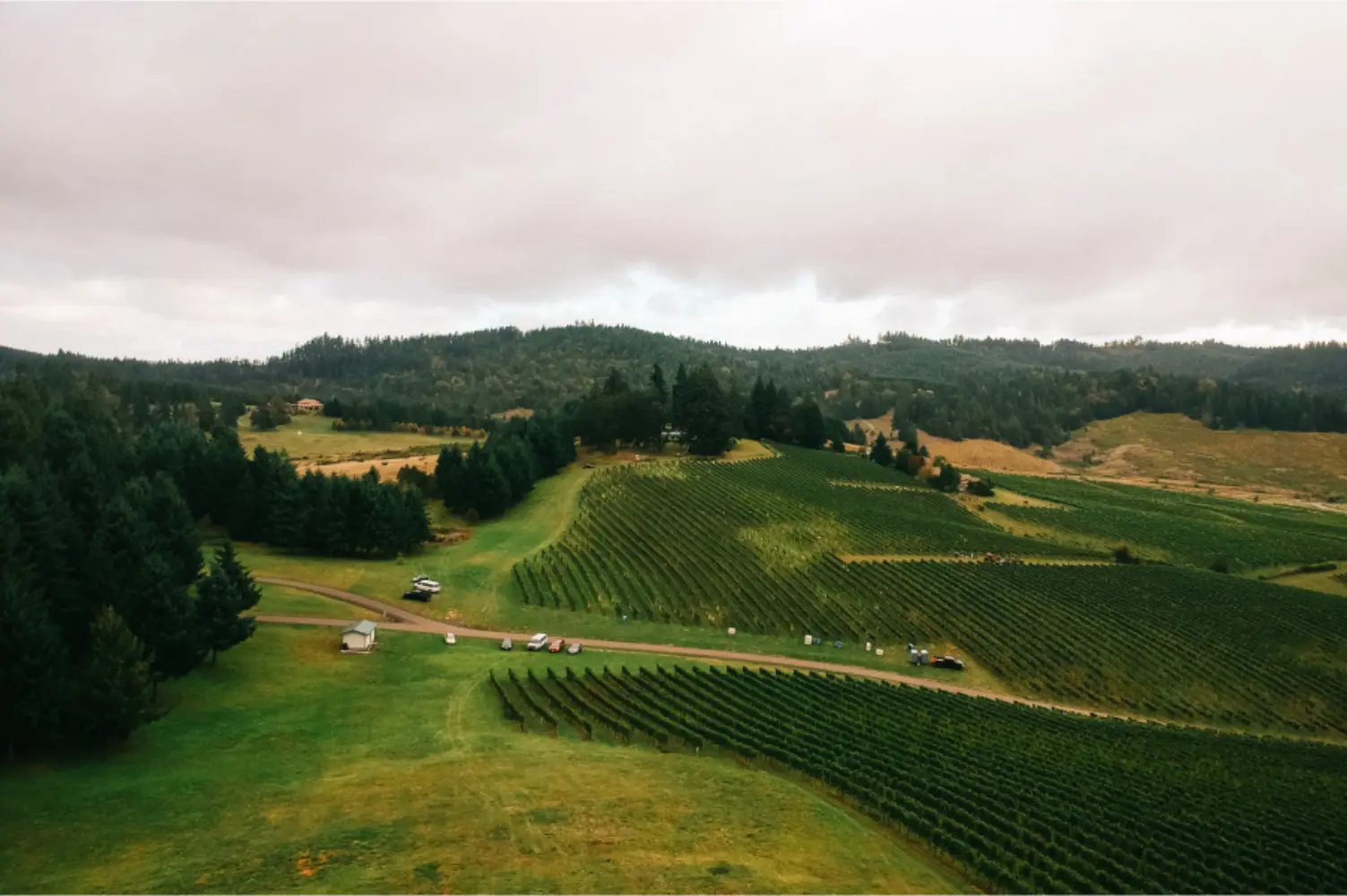 Aerial view of the Sweet Cheeks estate vineyard planted across the hillside above the Southern Willamette Valley