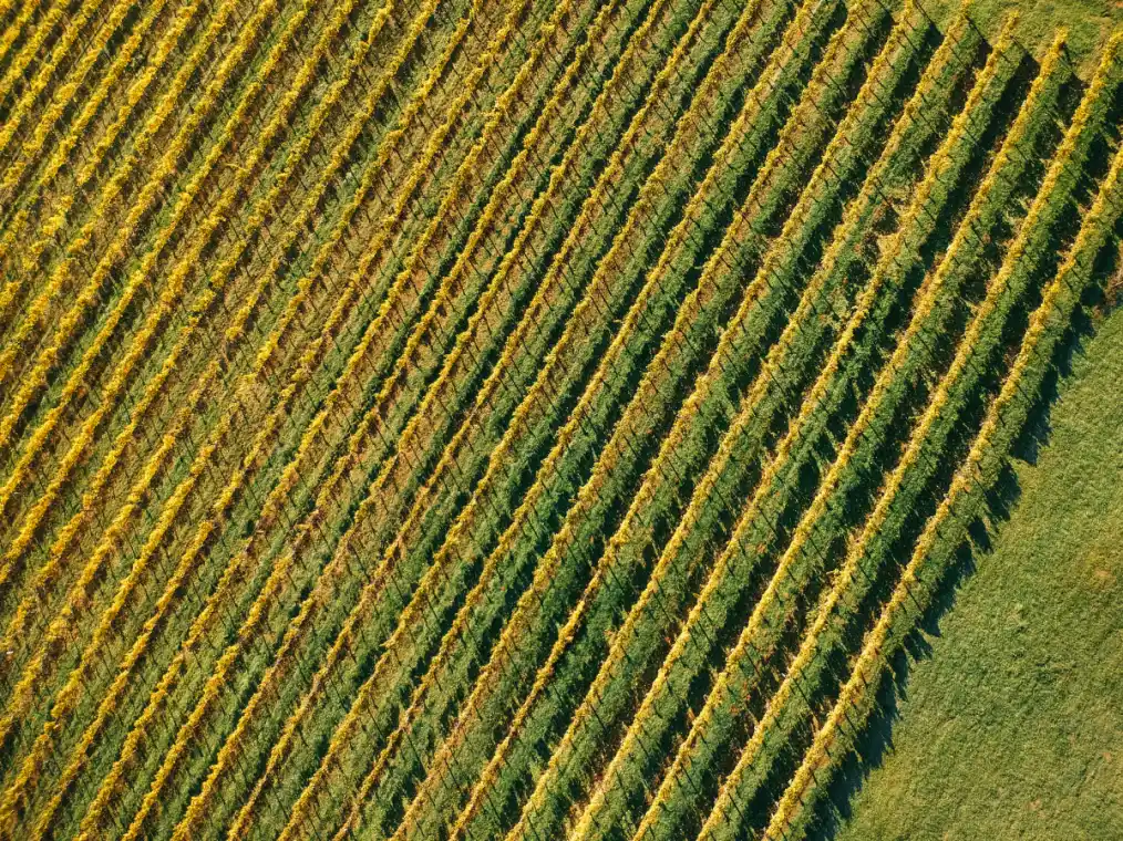 Overhead view of vine rows in full autumn colour running in diagonal stripes across the Sweet Cheeks hillside
