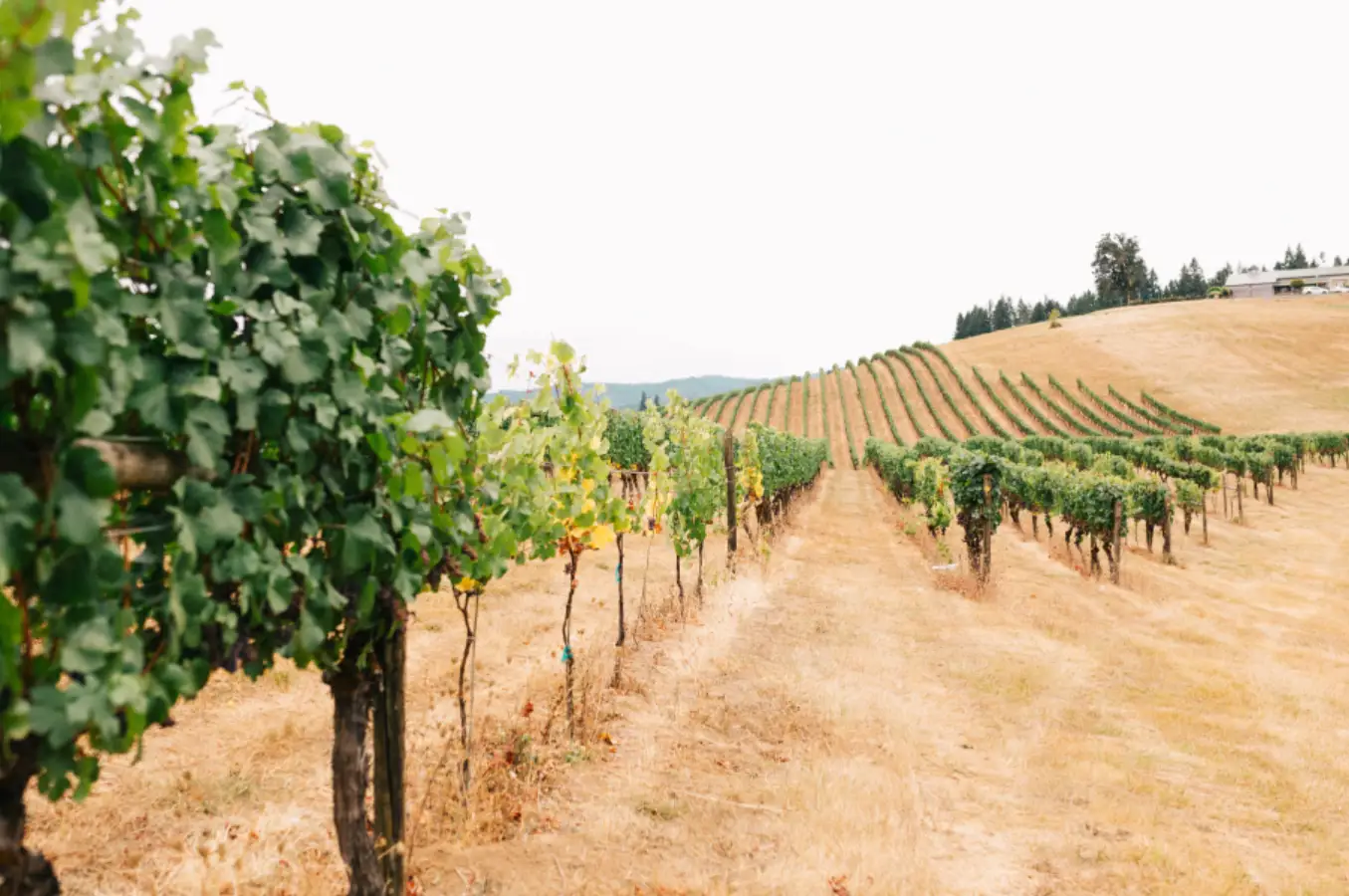 Green summer vines on the Sweet Cheeks hillside with the winery building visible on the ridge
