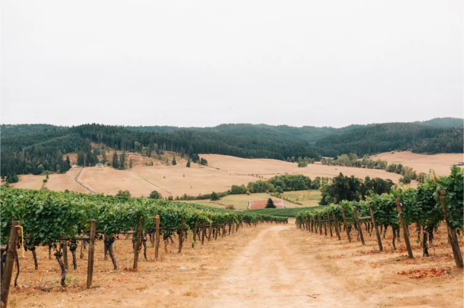 Vine rows running downhill toward the forested hills and open fields of the Southern Willamette Valley