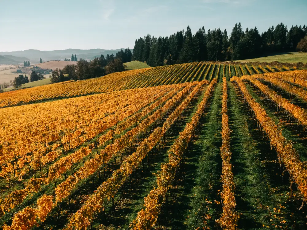 Rows of vines planted along the contour of the Sweet Cheeks hillside estate west of Eugene, Oregon
